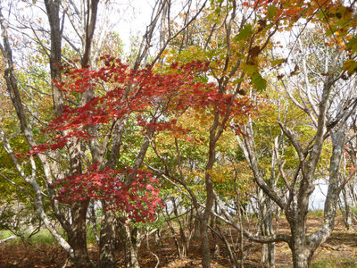 天狗岩近くの紅葉