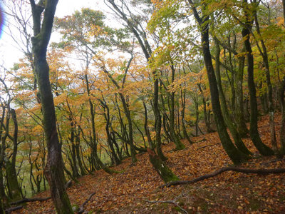 P1241直登尾根の紅葉
