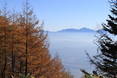 黄葉する落葉松と南アルプス連山