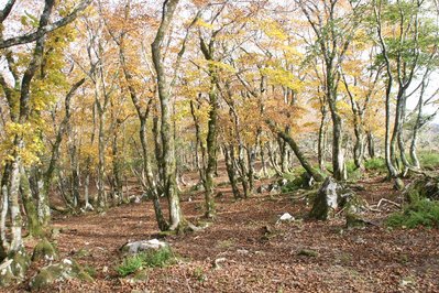 天狗岩への道の紅葉