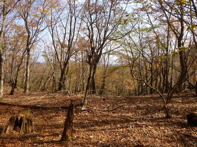 P1040614.jpg (196.89 KiB) 閲覧された回数 4655 回 どこでも歩けそうな稜線