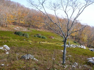 P1040612.jpg (135.91 KiB) 閲覧された回数 4655 回 苔ノ辻