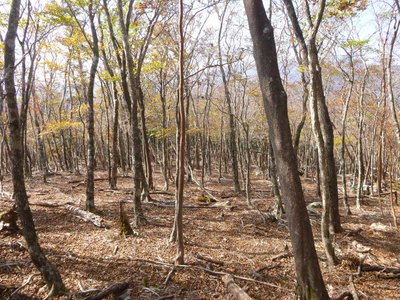 P1040610.jpg (182.18 KiB) 閲覧された回数 4661 回 素敵な疎林