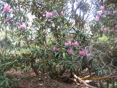 20110515tengudo_manno 029.jpg (1.12 MiB) 閲覧された回数 16534 回 石楠花の尾根