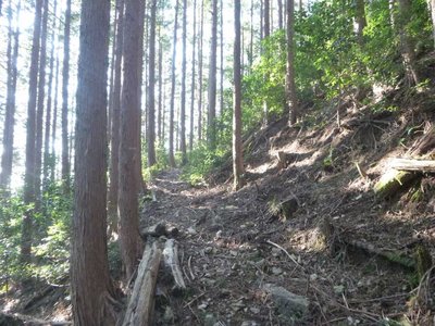 P1040592.jpg (121.31 KiB) 閲覧された回数 4655 回 歩きやすい杣道