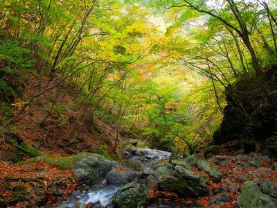 ワサビ谷からの紅葉。