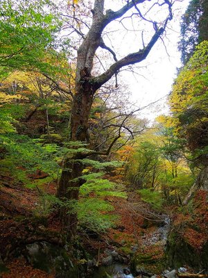 奥ワサビ谷のトチノキ。