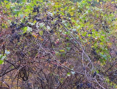 サンカクヅルも豊作！<br />果実酒にしたヨ。