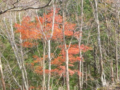 P1040710.jpg (155.44 KiB) 閲覧された回数 2646 回 堂倉谷の紅葉