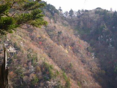 P1040695.jpg (83.45 KiB) 閲覧された回数 2641 回 ミネコシ谷左岸斜面の紅葉