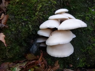 ブナシメジ。カサの直径は７～８ｃｍです。大きいと１０ｃｍくらいに。