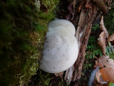 上から見たところ。一番の特徴はこの大理石模様でしょうか。