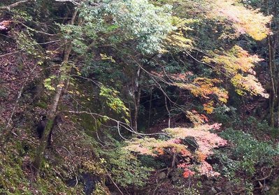 モミジに鹿ならぬ、カモシカ。