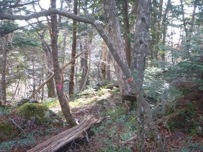 ミネコシ谷右岸尾根のピンクテープと赤テ