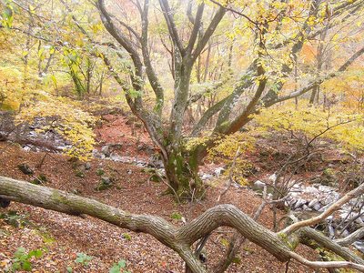 DSCN6762.jpg (571.44 KiB) 閲覧された回数 4392 回 奥の畑の盟主