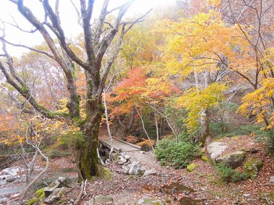 DSCN6837.jpg (528.81 KiB) 閲覧された回数 4396 回 見事な紅葉