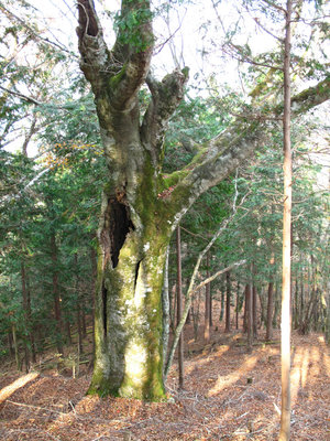 ナメラ山のブナ