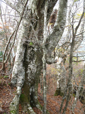 池杉山のブナ