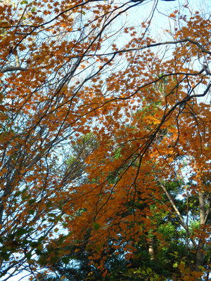 ツヅラ原尾の紅葉
