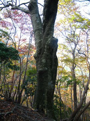 ヅヅラ原尾のブナ