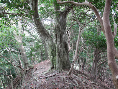 中尾の鎮守の木
