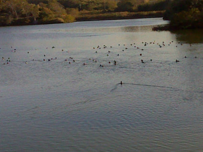 DSC00077.jpg (199.82 KiB) 閲覧された回数 4699 回 鵜がいっぱい