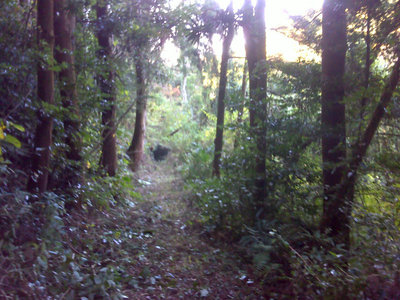 DSC00112.jpg (167.37 KiB) 閲覧された回数 4699 回 荒れた山道