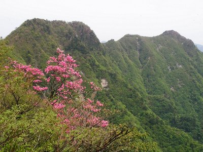 アケボノツツジ、八景山・古ヶ丸がアケボノツツジで染まっている。