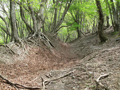 県境稜線の牛道