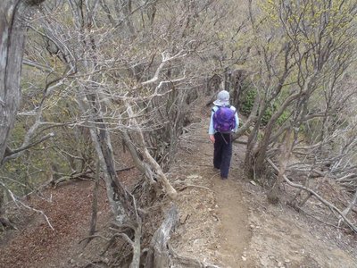 迷い尾根北側の尾根道に併走するは牛道？