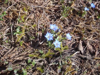 ハルリンドウ.JPG (297.44 KiB) 閲覧された回数 7243 回 銚子ヶ口のハルリンドウ