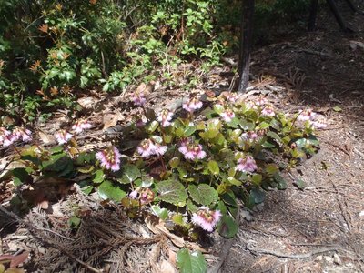 モノレール軌道下のイワカガミ