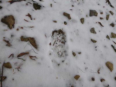 P1050199.jpg (48.25 KiB) 閲覧された回数 3322 回 クマの足跡?