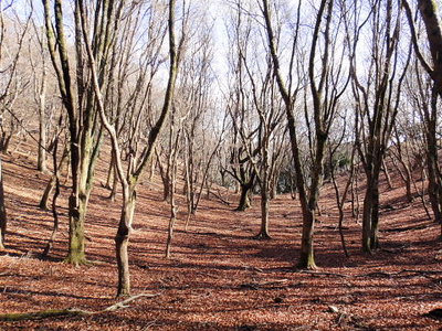 冬枯れの みのお記念の森