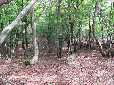 蛇谷分岐の平坦地