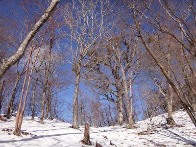 木組峠鞍部から北側の尾根.JPG (186.68 KiB) 閲覧された回数 4143 回 木組峠鞍部から北側の尾根
