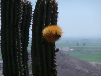 サボテンの花？