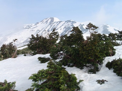 つなぎふしのヒノキと三ノ峰