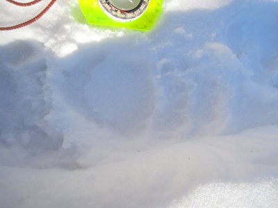 プーさんの足跡。