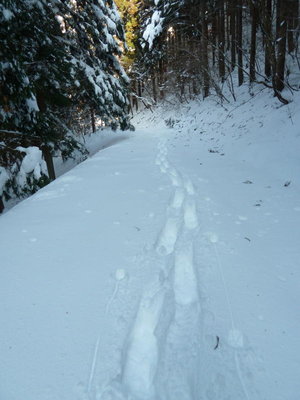 年末の御池川林道