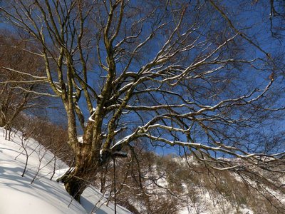登りの途中で出会った大ブナ