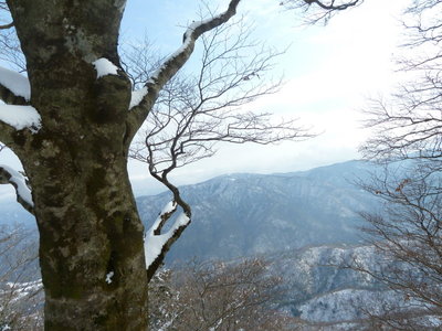 ブナの向うに岩篭山
