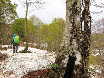 〇 残雪に芽吹く若葉・大頭森山