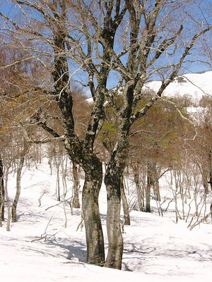 〇 話すブナの樹･広大な森に遊んだ