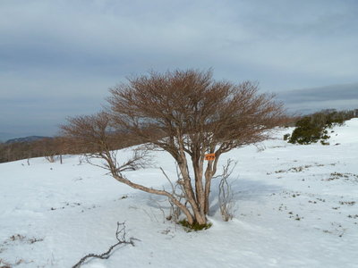 やはり雪が少なくなってますね