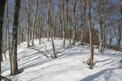 IMG_5737.jpg (345.45 KiB) 閲覧された回数 7042 回 真っ直ぐに伸びたブナ林