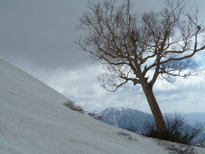 P1020527_1.JPG (175.74 KiB) 閲覧された回数 18924 回 ダケカンバと三方崩