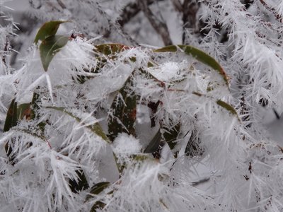 DSC02246.jpg (188.99 KiB) 閲覧された回数 4717 回 結晶その1