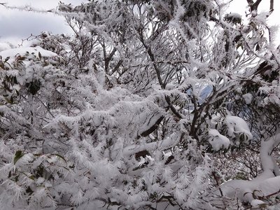 DSC02245.jpg (196.01 KiB) 閲覧された回数 4714 回 結晶その3