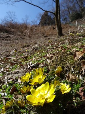 DSC05050.jpg (144.51 KiB) 閲覧された回数 4097 回 福寿草